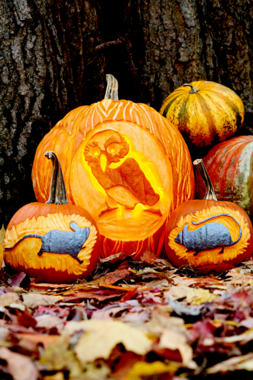 Pumpkin with an owl carved beside two smaller pumpkins with rat carvings