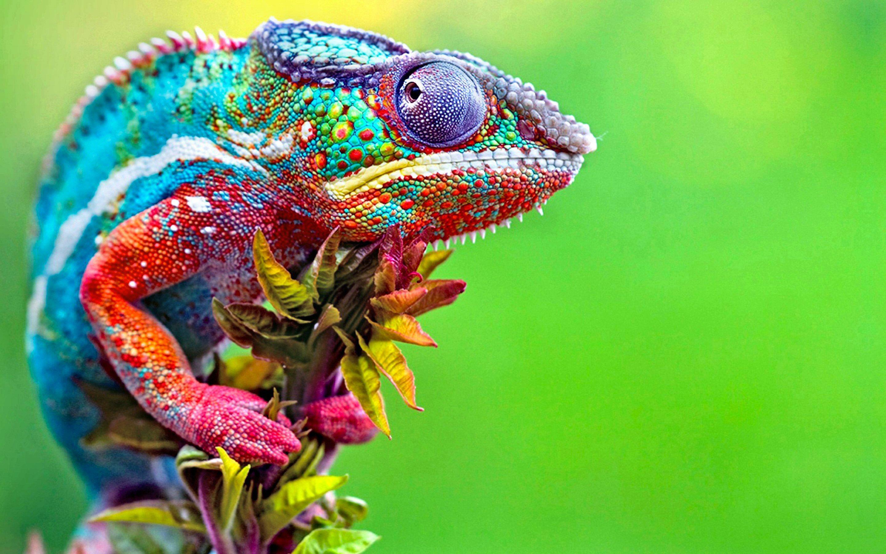 Chameleon for Windows 8 is a simple desktop customization application that will allow you to pick or automatically change your lock screen background.