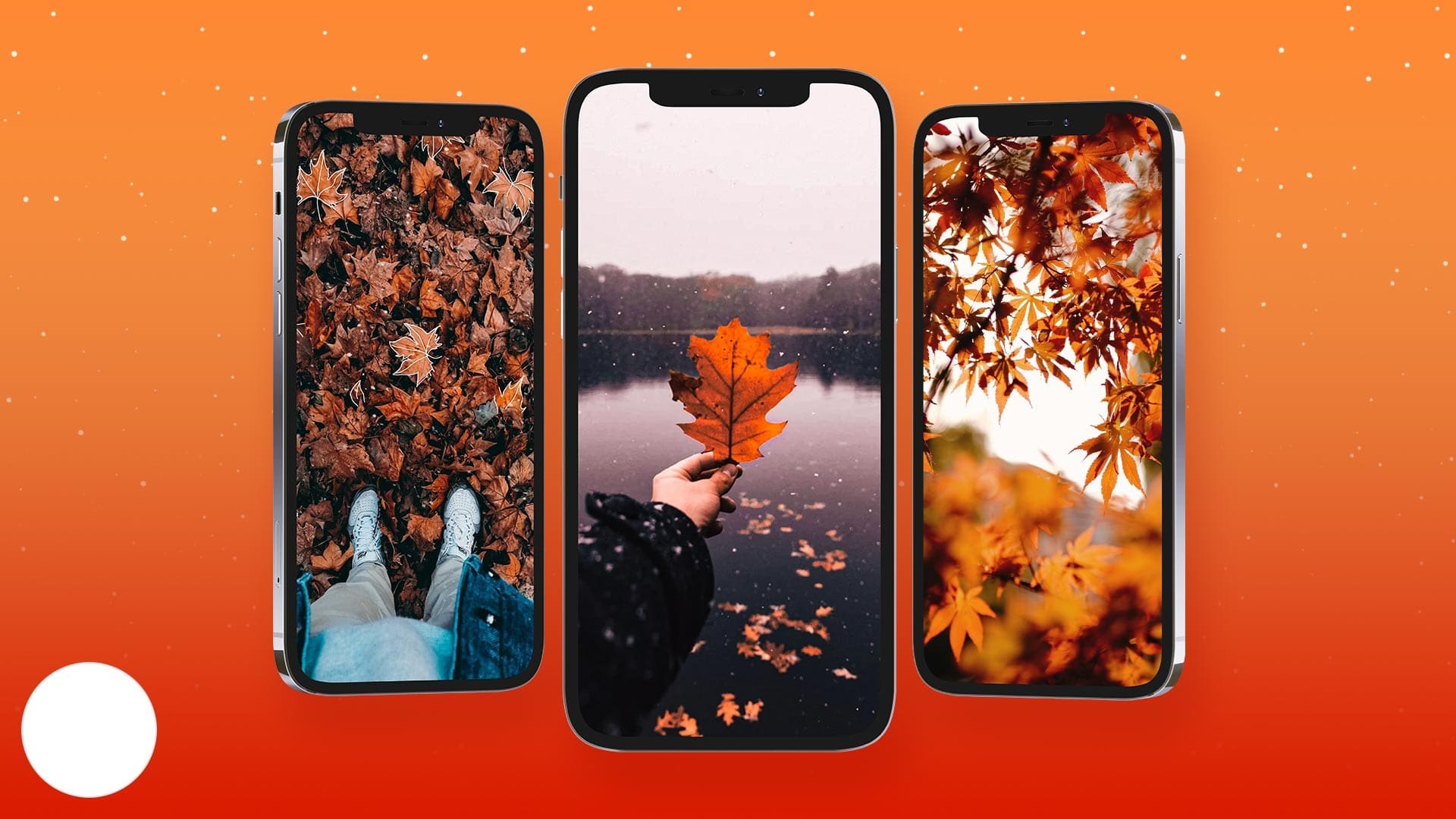 A Beautiful Fall Wallpapers. Download The Free Fall Wallpaper Now! Get Free Nature Wallpapers Here.