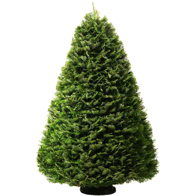 Grand Fir Christmas tree compact with its bicolored needles of the grand fir are bicolored placed on a small black stand