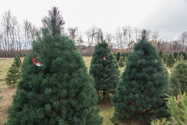 Scotch pine Christmas trees with dark green foliage and robust branches and a red mask