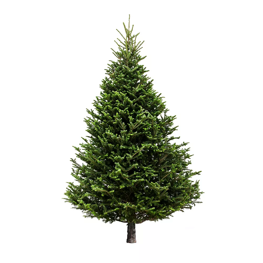Fraser fir Christmas tree with its branches in conical form and slightly upward