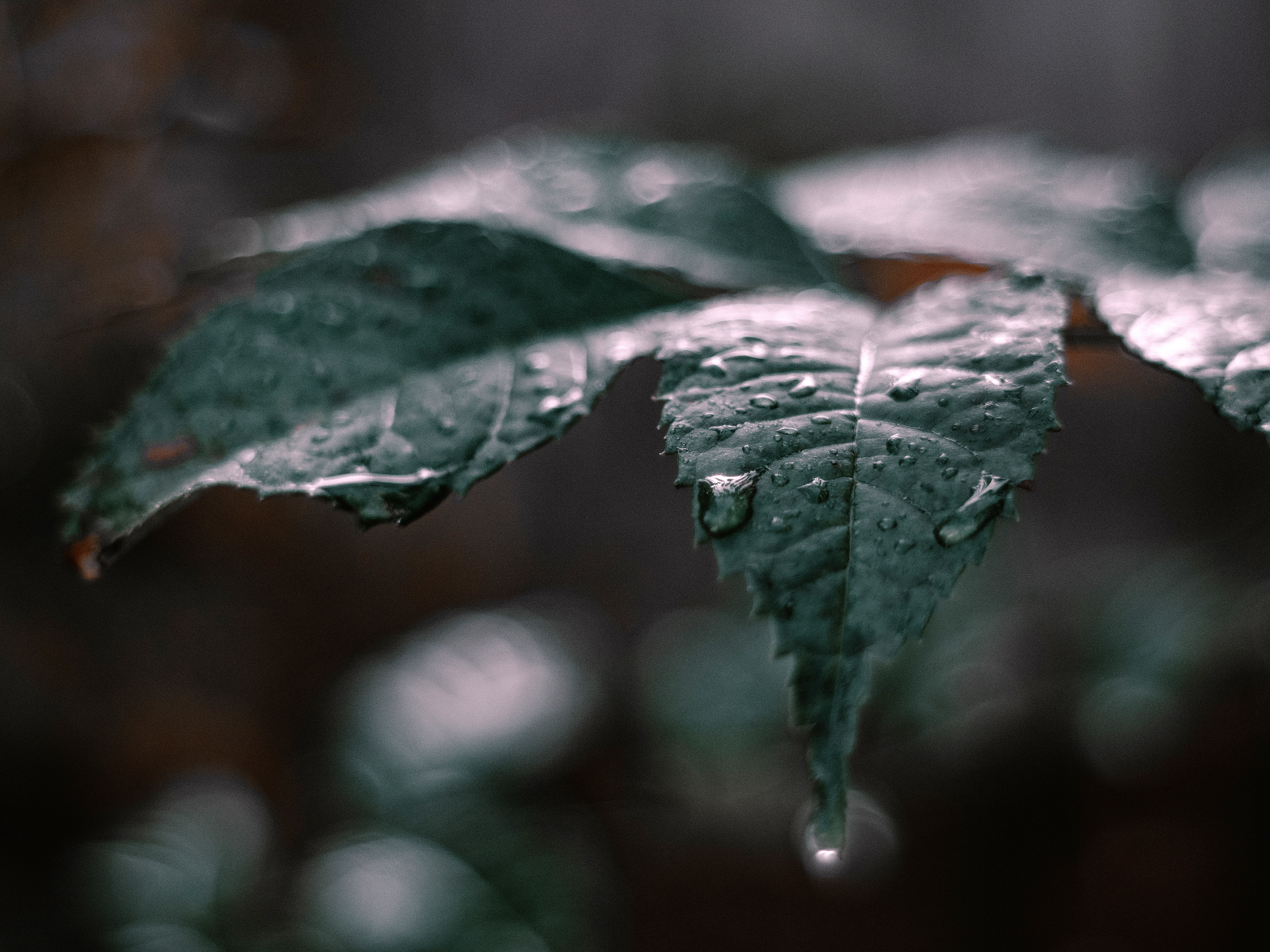 Leafs With RainDrops