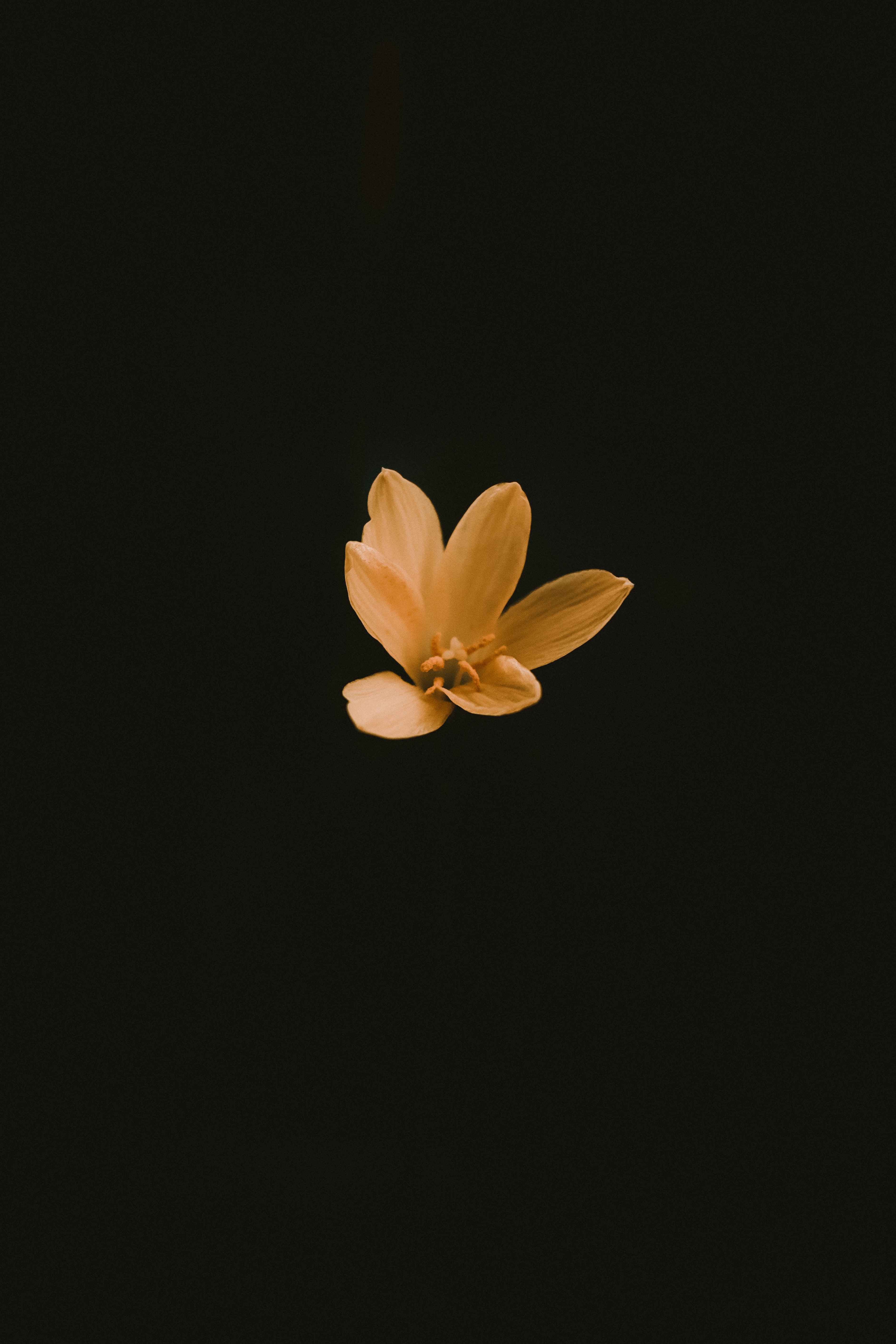 A Yellow Flower With A Black Background 